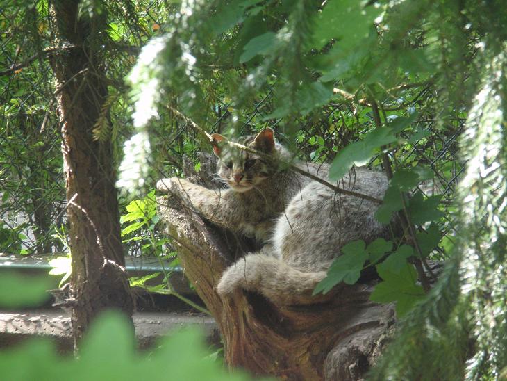 Amurkatze im Zoo Augsburg