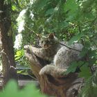 Amurkatze im Zoo Augsburg