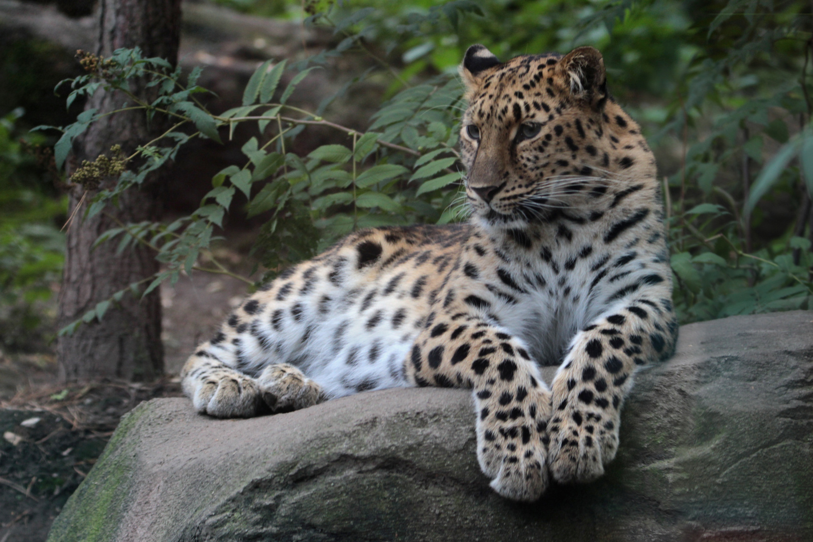 Amurleoopard (Zoo Leipzig)