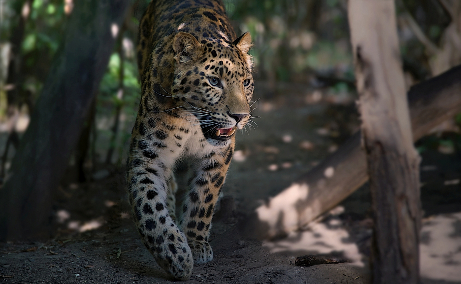 Amurleopard