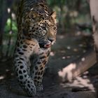 Amurleopard