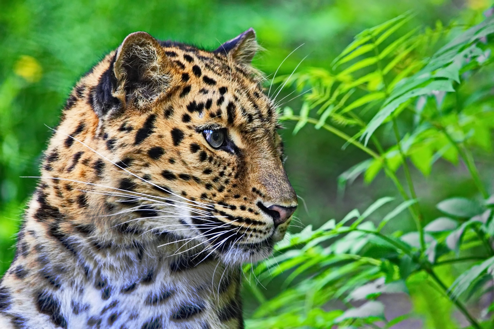 Amurleopard Foto Bild tiere zoo wildpark falknerei Amurleopard Foto Bild tiere zoo wildpark falknerei