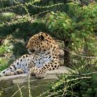 Amurleopard