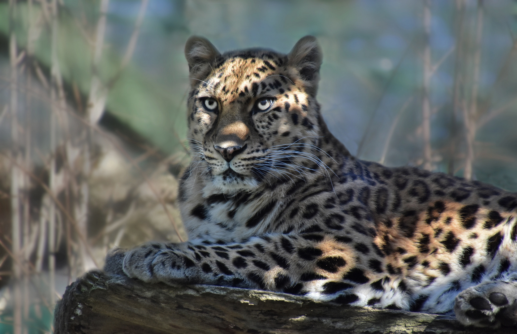 Amurleopard ...