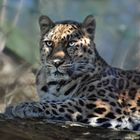 Amurleopard ...