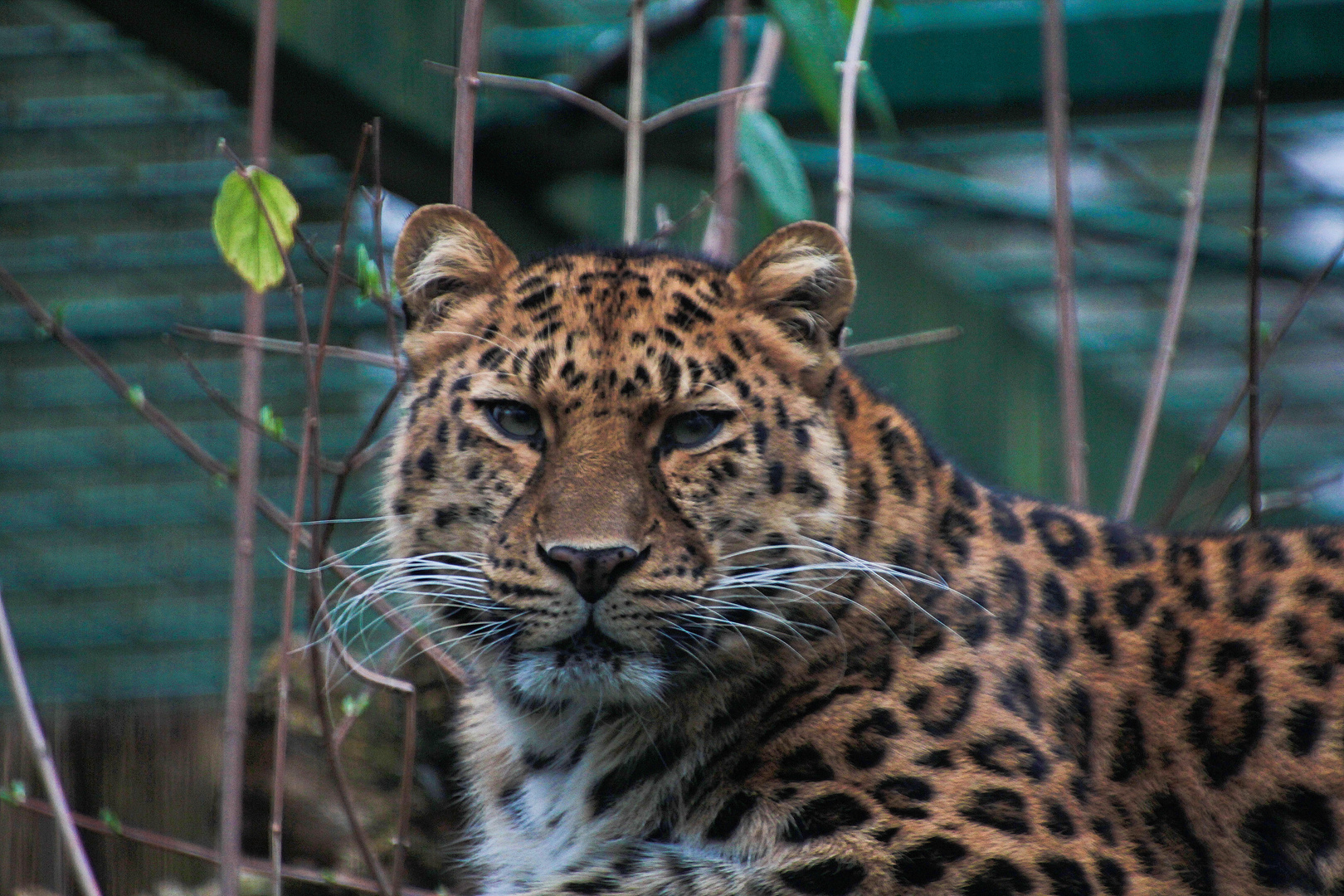 Amurleopard