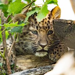 Amurleopard 