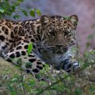 Amurleopard