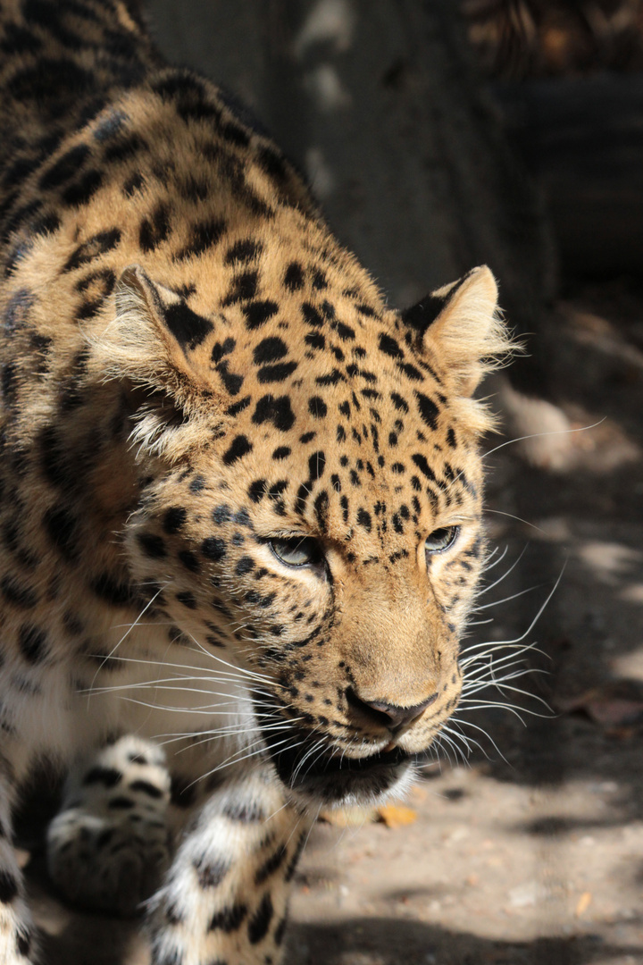 Amurleopard