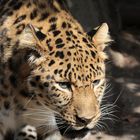 Amurleopard