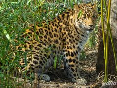 Amurleopard