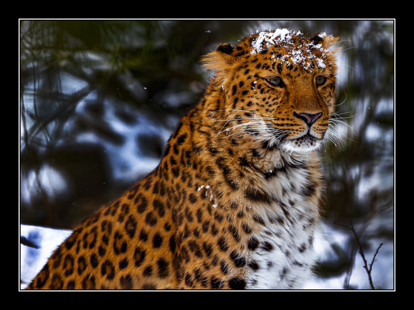 Amurleopard 4771