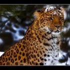 Amurleopard 4771