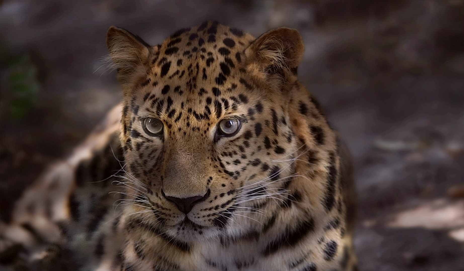 Amurleopard