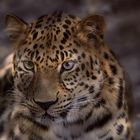 Amurleopard