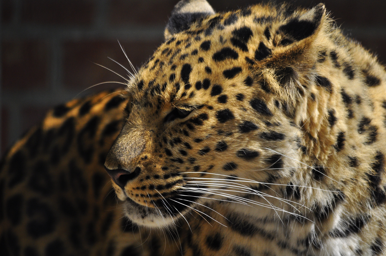 Amurleopard