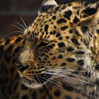 Amurleopard