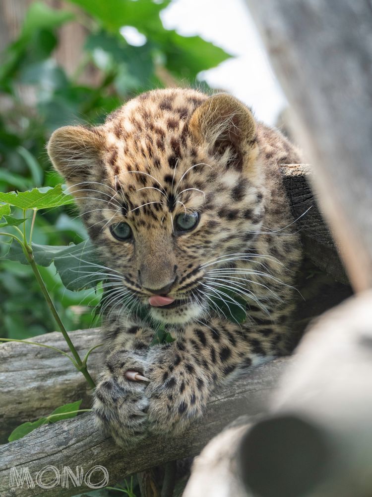 Amurleopard 