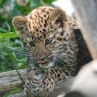 Amurleopard 