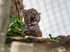 Amurleopard 