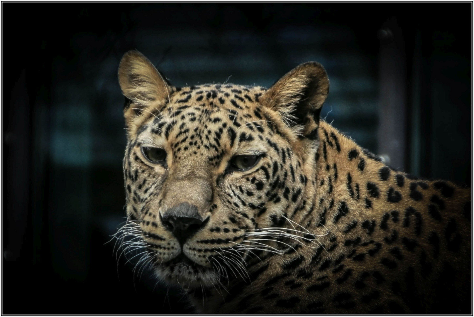 Amurleopard