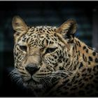 Amurleopard