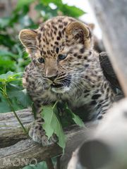 Amurleopard 