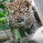 Amurleopard 