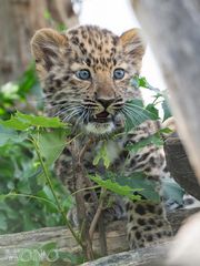 Amurleopard 