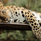 Amurleopard