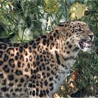 Amurleopard