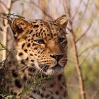 Amurleopard...