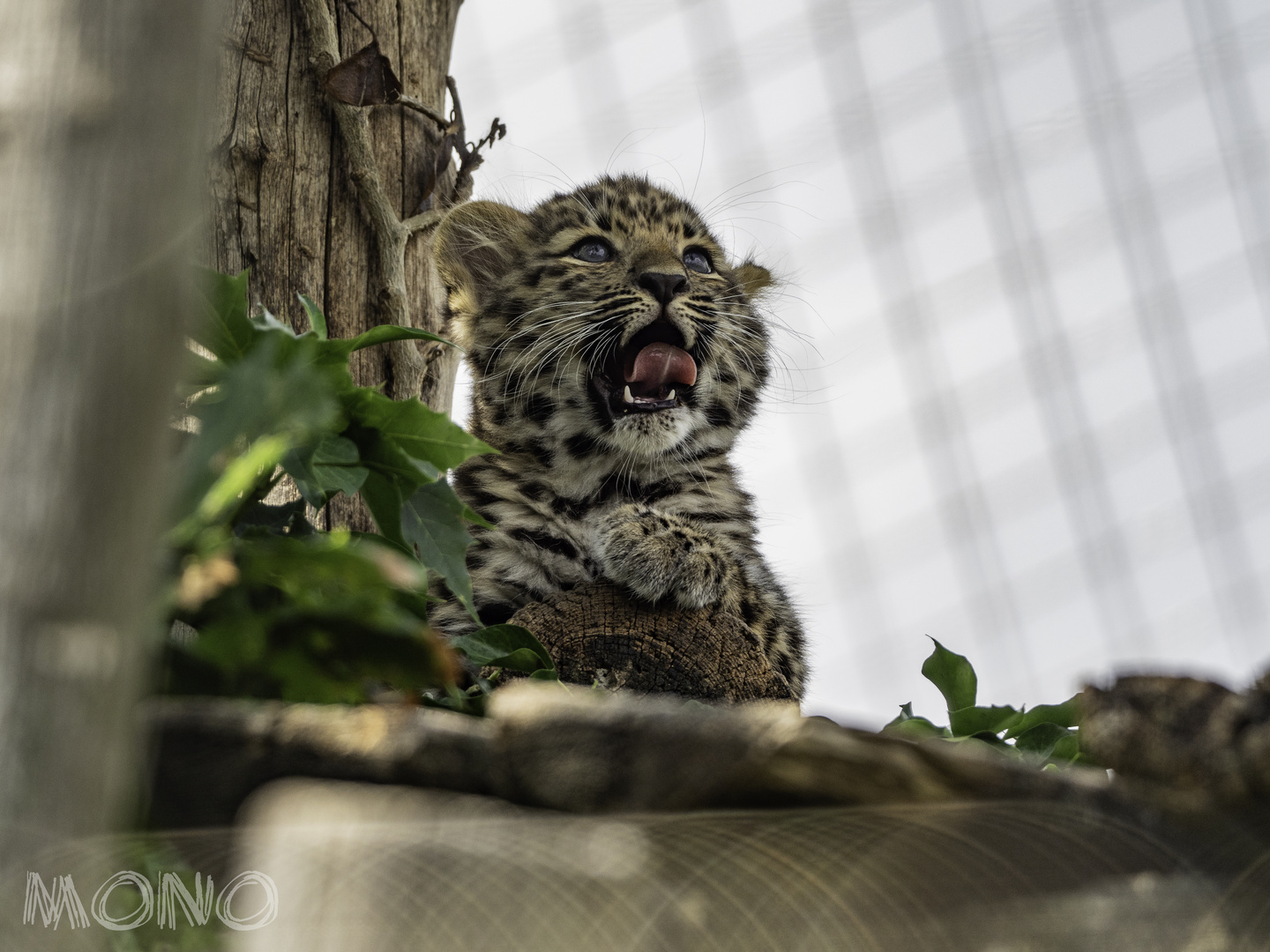 Amurleopard 