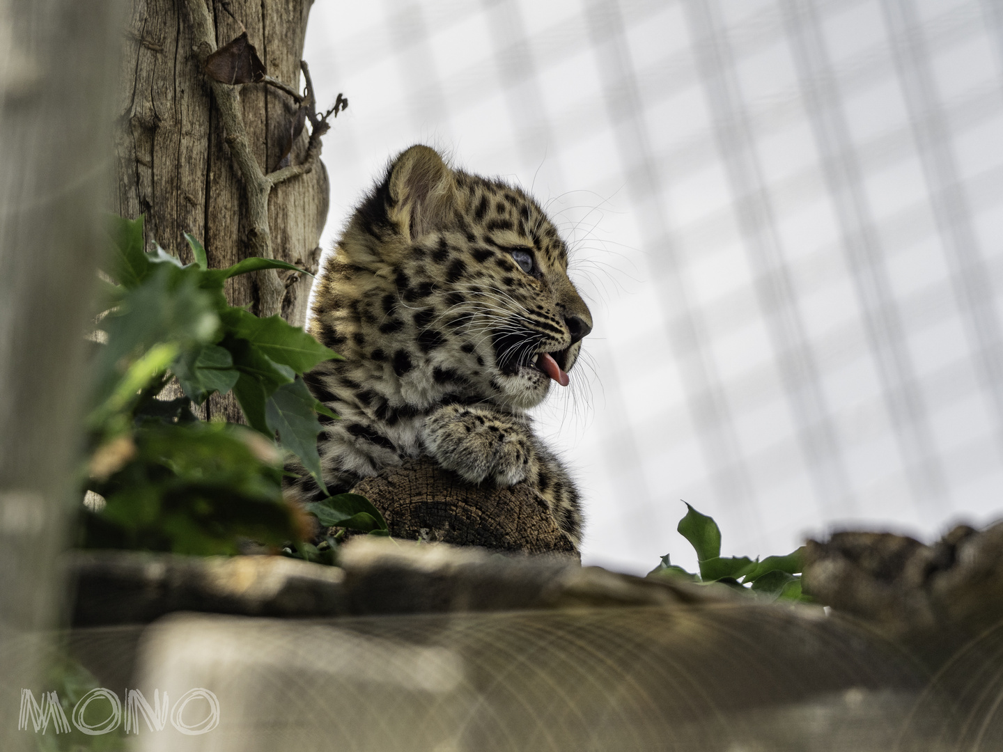 Amurleopard 