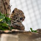 Amurleopard 