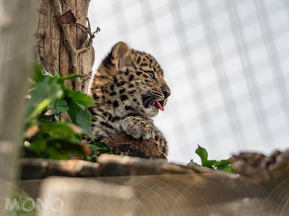 Amurleopard 