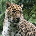 Amurleopard