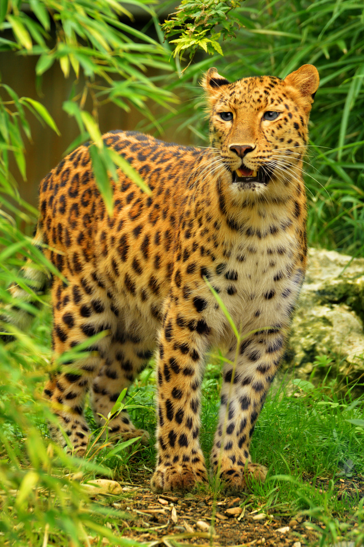 Amurleopard