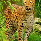 Amurleopard