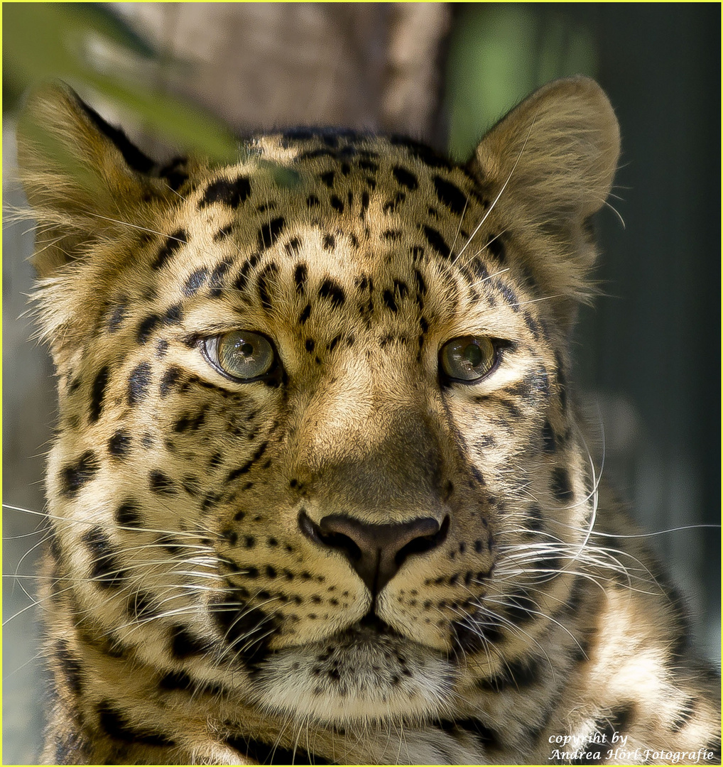 Amurleopard