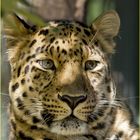 Amurleopard