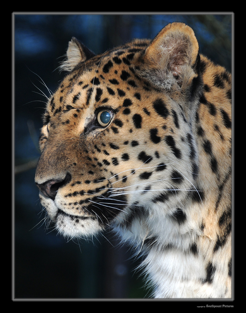 Amurleopard