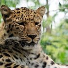 Amurleopard