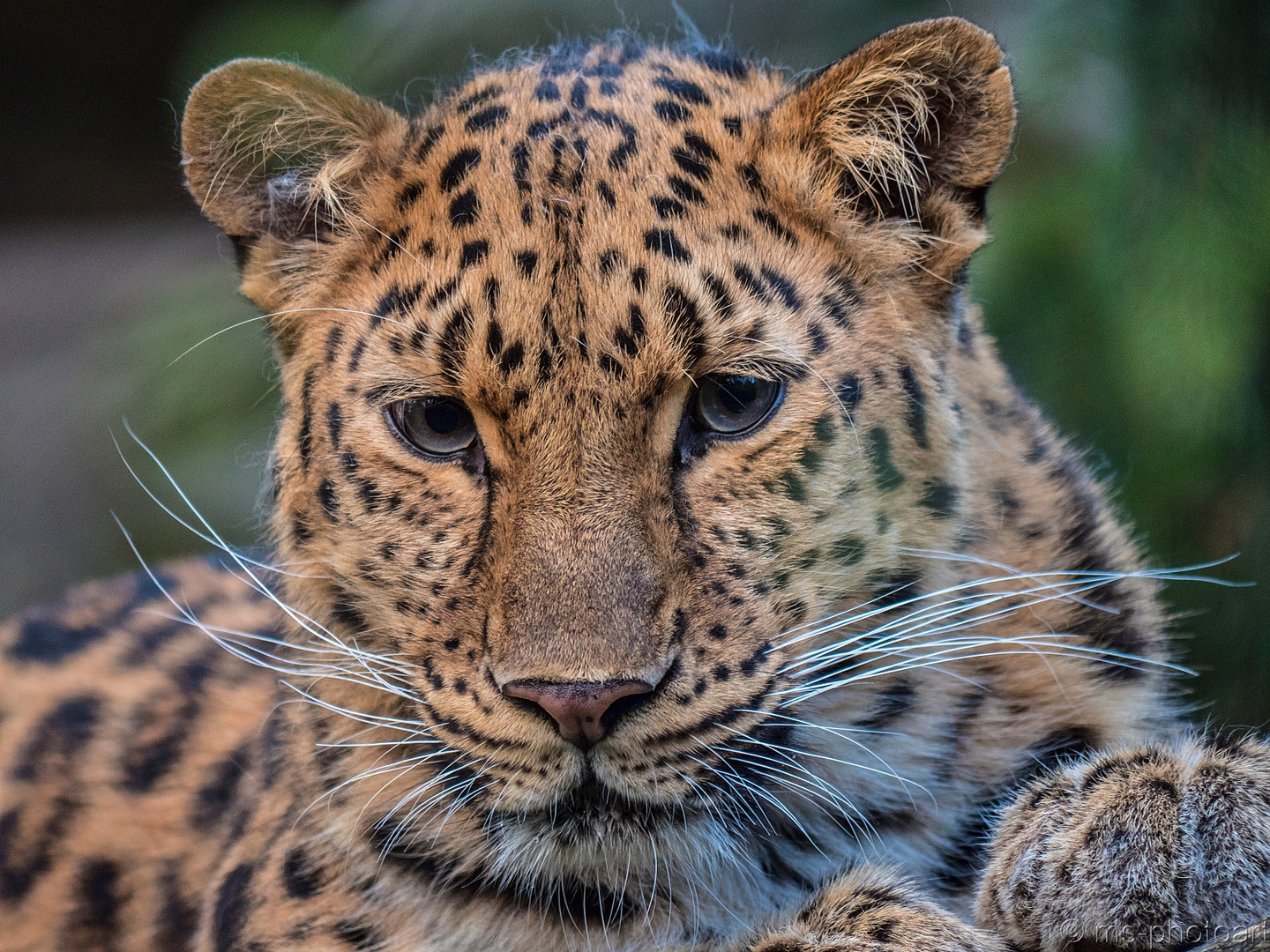 Amurleopard