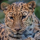 Amurleopard