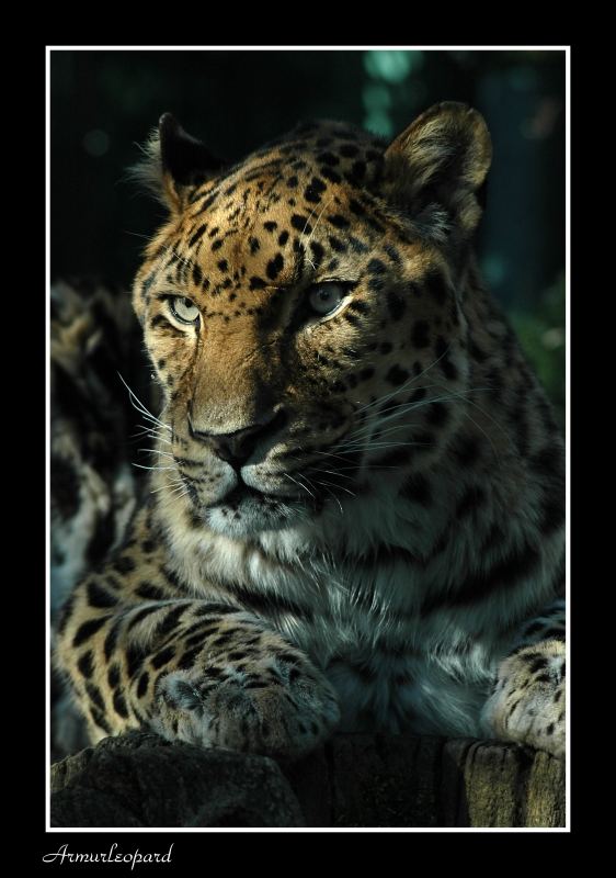 Amurleopard