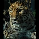 Amurleopard