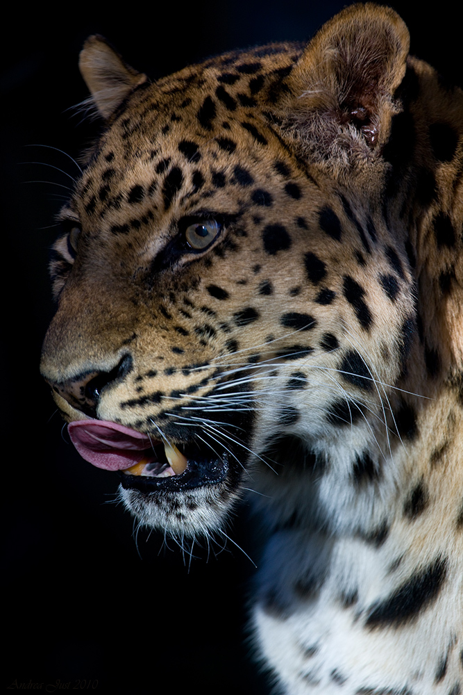 Amurleopard