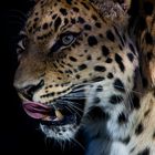 Amurleopard