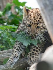 Amurleopard 